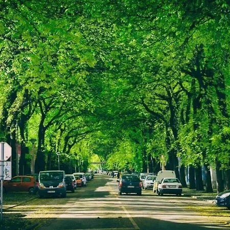 Cudesni Drvored Kikinda